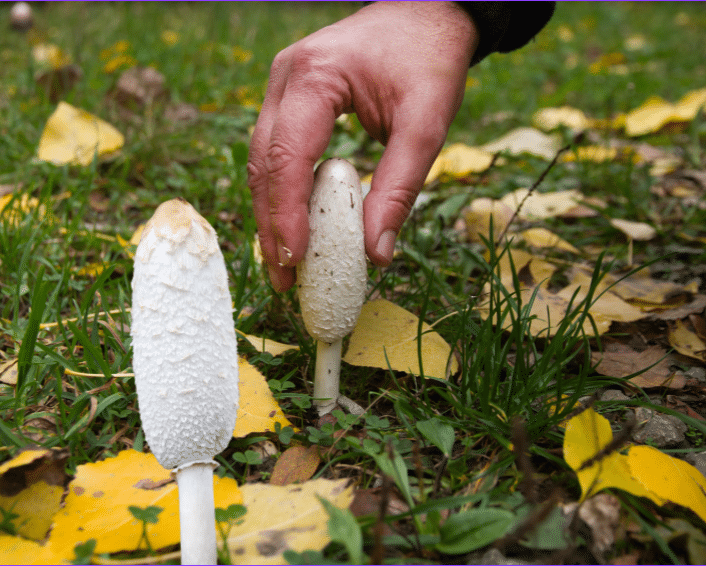 coprinus
